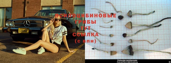 сатива Горнозаводск